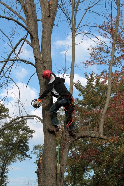 arborists in San Diego using IT solutions to enhance their service